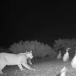 مرگ پنگوئنها توسط شکارچی جدید؛ حیوان منزوی انقلاب کرد! مرگ پنگوئنها توسط شکارچی جدید؛ حیوان منزوی انقلاب کرد!