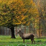 ببینید| جادوی رنگ‌ها در قرق؛ اینجا هنوز زمستان نرسیده