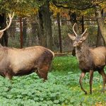 پاییز هزار رنگ پارک جنگلی قرق؛ نگین سبز گرگان و خانه مارالها (تصاویر) پاییز هزار رنگ پارک جنگلی قرق؛ نگین سبز گرگان و خانه مارالها (تصاویر)