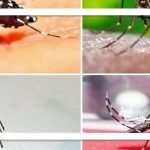 جنوب در تهدید تب دنگی