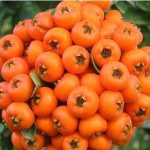 زالزالک؛ میوهای کوچک با خواص شگفتانگیز برای قلب و آرامش روان زالزالک؛ میوهای کوچک با خواص شگفتانگیز برای قلب و آرامش روان