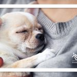 حیوان خانگی درمانگر خلاء عاطفی یا مخرب سلامت روان؟ حیوان خانگی درمانگر خلاء عاطفی یا مخرب سلامت روان؟