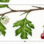 گیاهی که جرم دندان را می‌برد