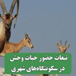 تبعات حضور حیات وحش در سکونتگاه‌های شهری