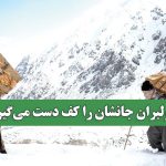 کولبران جانشان را کف دست می‌گیرند