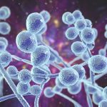 شیوع یک قارچ کشنده مقاوم در برابر دارو در ۶۱ کشور