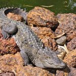 هشدار درباه خروج گاندوها؛ از زیستگاهها فاصله بگیرید هشدار درباه خروج گاندوها؛ از زیستگاهها فاصله بگیرید