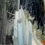 لحظه نفسگیر ورود خرس به منزلی مسکونی در سمنان + فیلم