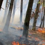 مدیرکل منابع طبیعی گیلان: حریق ۱.۵ هکتاری در جنگل های چماچا مهار شد