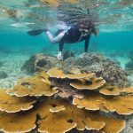 تکنولوژی پرینت سه‌بعدی، ناجی مرجان‌های در حال مرگ در کارائیب شد