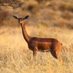 تکامل و بقا، خلاف قوانین طبیعت؛ حیوانی که هرگز آب نمی‌نوشد!