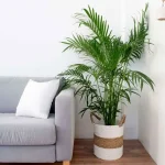 راز ماندگاری بوی خوش در خانه/ با این ۱۰ عادت خداحافظی کنید راز ماندگاری بوی خوش در خانه/ با این ۱۰ عادت خداحافظی کنید