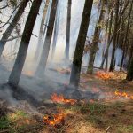 تکرار فاجعه آتش‌سوزی هیرکانی/ توسکستان در محاصره آتش