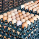 افزایش باورنکردنی قیمت تخم مرغ در بازار امروز/ هر شانه تخم مرغ چند؟