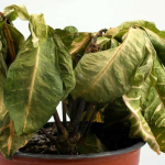 از پژمردگی تا خطر برای حیوانات/ چرا باید برخی گیاهان آپارتمانی را کنار گذاشت از پژمردگی تا خطر برای حیوانات/ چرا باید برخی گیاهان آپارتمانی را کنار گذاشت