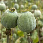 آزاد شدن کشت خشخاش در ایران/ ستاد مبارزه با موادمخدر توضیح داد آزاد شدن کشت خشخاش در ایران/ ستاد مبارزه با موادمخدر توضیح داد