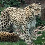 مشاهده چهار پلنگ ایرانی در سوادکوه+ فیلم مشاهده چهار پلنگ ایرانی در سوادکوه+ فیلم