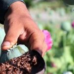 تصمیم نهایی درباره کشت خشخاش در ایران اعلام شد / هشدار وزارت بهداشت درباره بحران کمبود تریاک