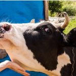 خبر فوری برای دامداران / واکسن تب برفکی وارد ایران شد! خبر فوری برای دامداران / واکسن تب برفکی وارد ایران شد!