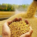 ورود سران سه قوه به ماجرای نهادههای دامی/ مشکل حل شد؟ ورود سران سه قوه به ماجرای نهادههای دامی/ مشکل حل شد؟