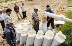 دولت برنج را از ما بخرد و در دریا بریزد! / اظهارنظر عجیب رئیس اتاق کشاورزی + فیلم دولت برنج را از ما بخرد و در دریا بریزد! / اظهارنظر عجیب رئیس اتاق کشاورزی + فیلم