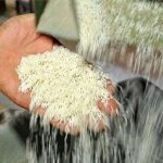 جزئیات دپوی ۴۰۰ تن برنج در بیابانهای تهران/ برنج ارزان می شود؟ جزئیات دپوی ۴۰۰ تن برنج در بیابانهای تهران/ برنج ارزان می شود؟