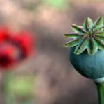 نتایج تحقیقات درمورد سرطانزا بودن تریاک نتایج تحقیقات درمورد سرطانزا بودن تریاک