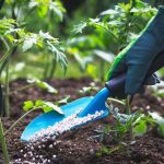 چگونه باغچهای سرسبز و پرمحصول داشته باشیم؟ چگونه باغچهای سرسبز و پرمحصول داشته باشیم؟