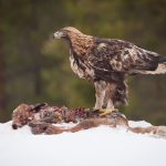 عقاب طلایی در اتفاعات برف‌گیر البرز + فیلم