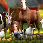 گوشت مرغ سلطان بازار شد/ سهم ۹۷ درصدی از کل طیور رسمی!