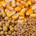 ۵ مانع اصلی ترخیص نهاده‌های دامی/ از ریال بلوکه شده تجار تا عرضه نهاده توسط یک تشکل خاص