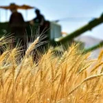 تغییر قیمت گندم در راه است/ گندمکاران منتظر تغییرات جدید باشند