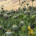 اعلام تصمیم نهایی درمورد کشت خشخاش / تاریخ کشت اول در ایران مشخص شد اعلام تصمیم نهایی درمورد کشت خشخاش / تاریخ کشت اول در ایران مشخص شد