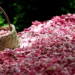 رونمایی از لوکس‌ترین گلاب ایرانی در دبی+ فیلم