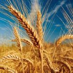 کشاورزان در بلاتکلیفی / نرخ خرید تضمینی گندم کی اعلام می‌شود؟