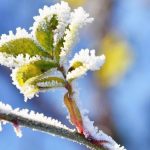 هشدار یخبندان گسترده در ۲۷ استان هشدار یخبندان گسترده در ۲۷ استان