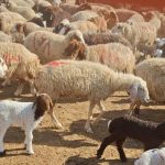 قیمت جدید دام زنده اعلام شد / رقم واقعی گوشت لو رفت