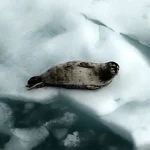 نبض زمین در خطر؛ روایت تکاندهنده از گرمترین سال تاریخ قطب شمال نبض زمین در خطر؛ روایت تکاندهنده از گرمترین سال تاریخ قطب شمال