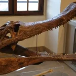 کشف قدیمی‌ترین جد تمساح‌سانان پوزه‌باریک ۸۰ میلیون ساله در مصر