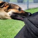 حمله سگهای ولگرد به دانشجوی دختر در دانشگاه تبریز حمله سگهای ولگرد به دانشجوی دختر در دانشگاه تبریز