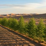 دیوار سبز چین؛ ۶۶ میلیارد درخت در بزرگترین جنگل مصنوعی تاریخ دیوار سبز چین؛ ۶۶ میلیارد درخت در بزرگترین جنگل مصنوعی تاریخ