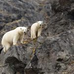 خرس‌های قطبی راه حل تحمل گرمایش زمین را پیدا کردند؟