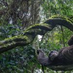 جهان از نگاه عکاسان حیات وحش؛ برترین آثار طبیعت این‌فوکس ۲۰۲۵