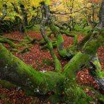 تماشای زندگی پنهان در دل درختزارها؛ روایت تصویری از جنگل‌های کهن جهان