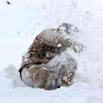 واکنش عضو کمیسیون امنیت ملی به شهادت یک مرزبان به دلیل سرمازدگی/ تجهیزات لازم برای این شرایط پیش‌بینی و تهیه شده؛ علت حادثه را پیگیری می‌کنیم