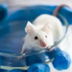 اکسیر جوانی کشف شد؟ دانشمندان روند پیری را در موش‌ها معکوس کردند