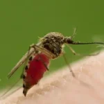 مطالعه‌ای شوکه کننده: پشه‌های نر نیز قادر به خون‌خواری و انتقال بیماری هستند!