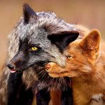 روایت بقا و زیبایی؛ تصاویر برگزیده مسابقه‌ ملی عکس حیات وحش ۲۰۲۵