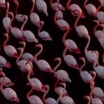 فیلم حیرت انگیز از فلامینگوها در میانکاله