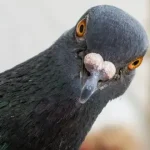 روسیه کبوترهای بایودرون ساخت: جاسوسان پرنده با کنترل مغزی و هوش مصنوعی روسیه کبوترهای بایودرون ساخت: جاسوسان پرنده با کنترل مغزی و هوش مصنوعی